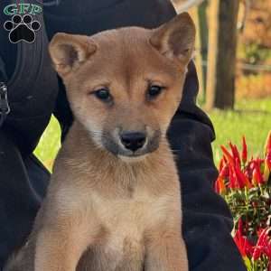 Finn, Shiba Inu Puppy